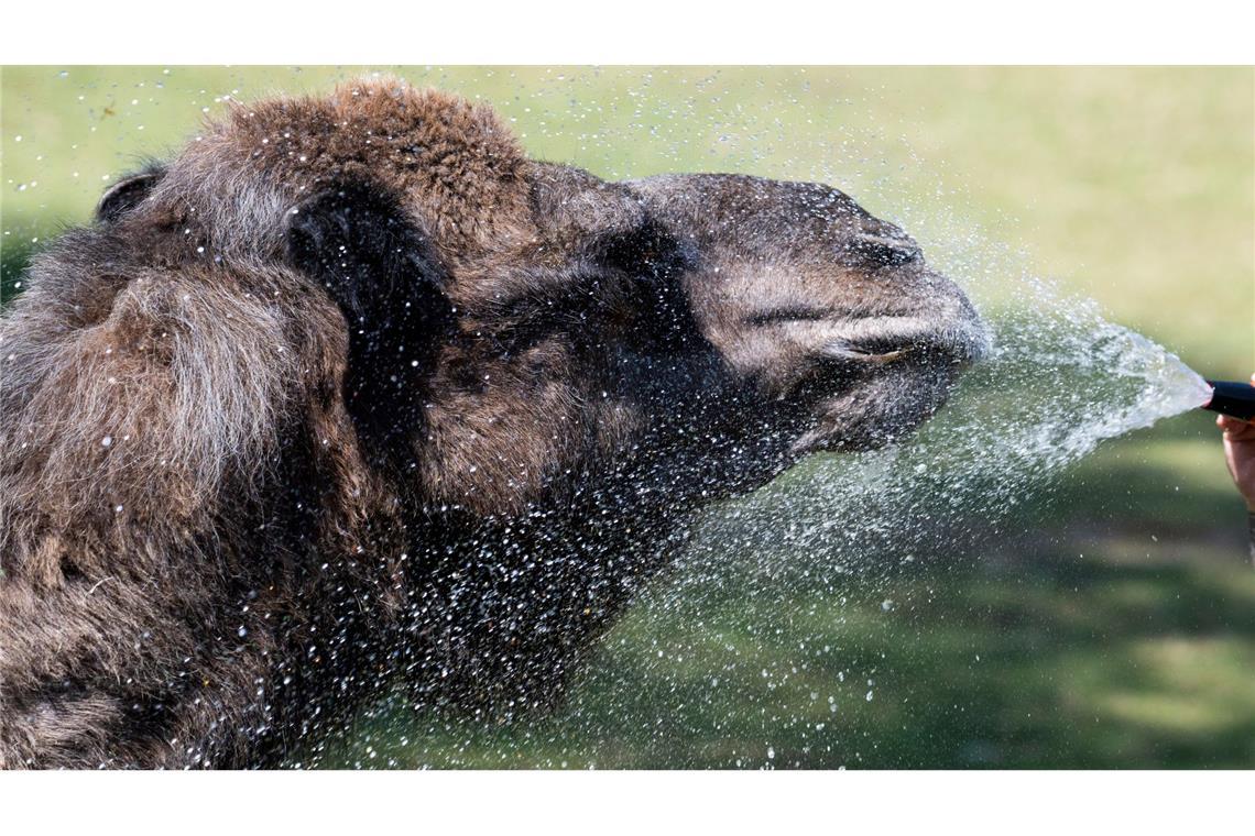 Im Opel-Zoo in Kronberg erfrischt eine Tierpflegerin mit einer Wasserdusche die Dromedare bei 40 Grad. Die Tiere, die Hitze gewohnt sind, suchen nach Abkühlung.
