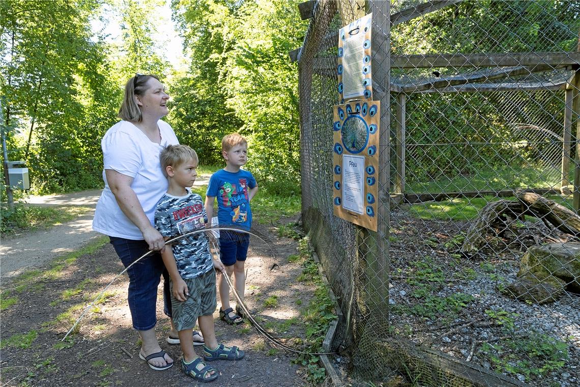 Im Pfauengehege gibt es drei kleine Küken zu bestaunen. Matti und Ben haben außerdem Federn gefunden, die sie mit nach Hause nehmen durften. Foto: J. Fiedler