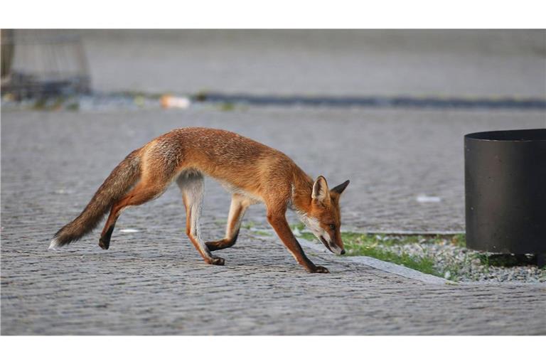 Im Rhein-Neckar-Kreis sorgte ein Fuchs für einen Polizeieinsatz. (Symbolbild)
