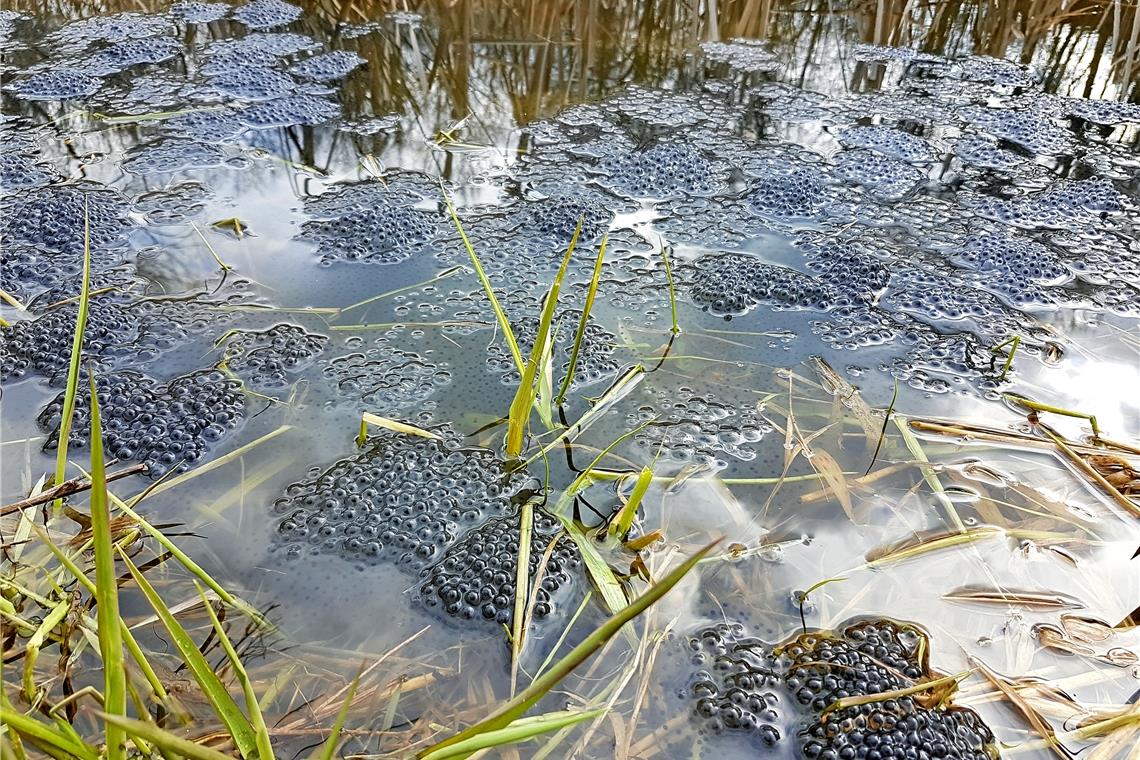 Im ruhigen Gewässer im Biotop Pfaffenrinne legen die Amphibien ihren Laich ab. Im Anschluss wandern sie wieder zurück in den Plattenwald. Fotos: L. Greppo