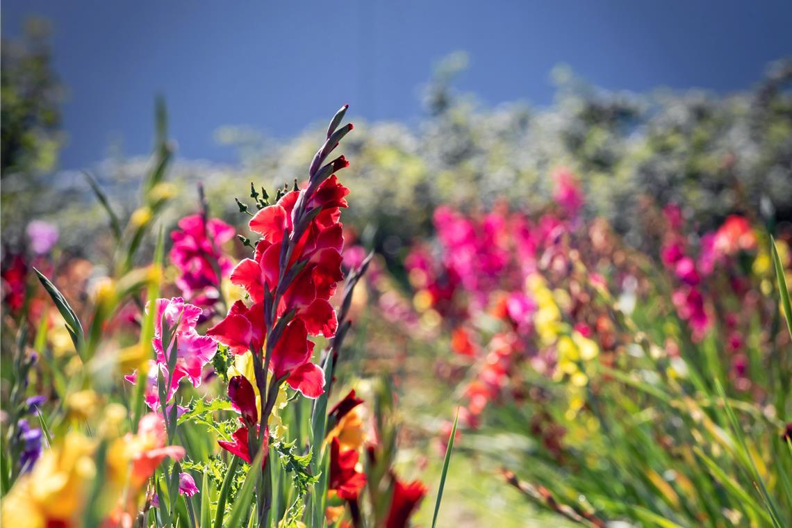 Im Sommer gibts Gladiolen in allen Farben.