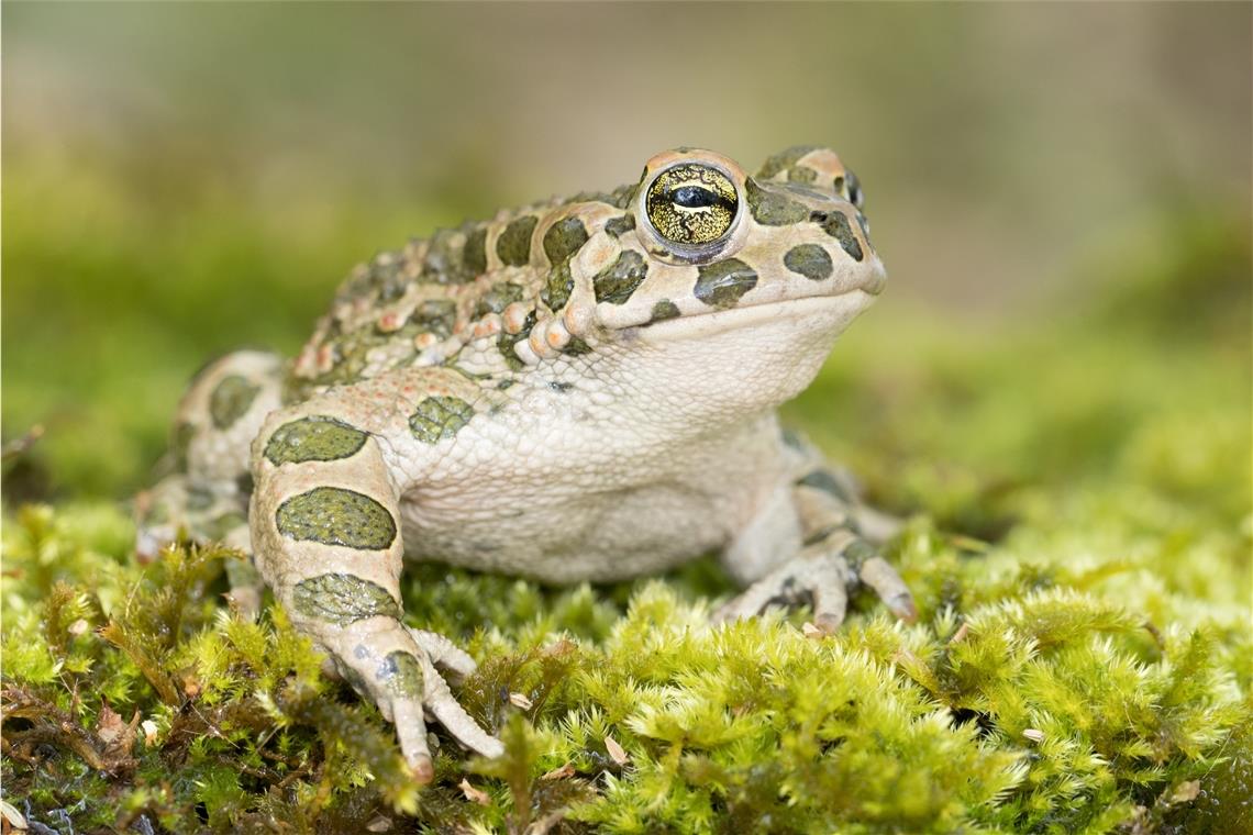 Die Gesänge der Wechselkröte Im Steinbruch in Kirchberg-Zwingelhausen ist ein seltener Bewohner zu Hause: Die Wechselkröte. Die Wechselkröte ist das Amphibium des Jahres 2022. stock.adobe/H.P.Eckstein