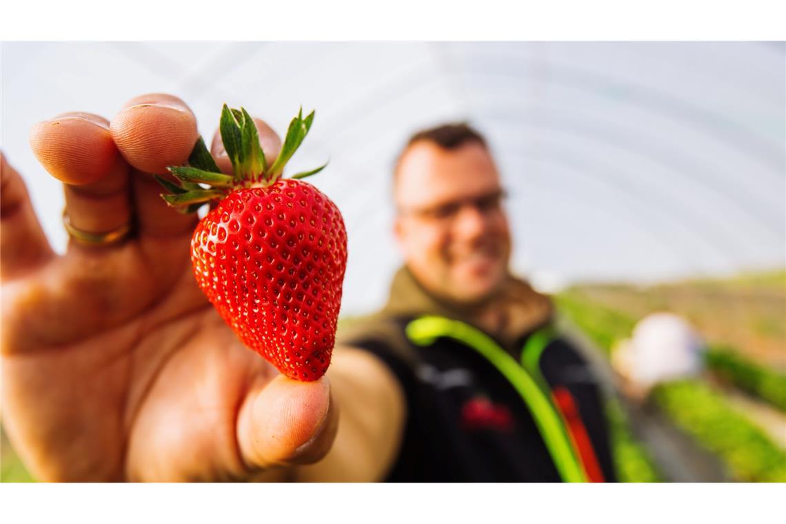 Erdbeeren zu Saison-Tiefpreisen - so viel kostet die Schale Im Süden Deutschlands sind bereits rund 70 Prozent der Saison geerntet - hier Obstbaumeister Dominic Ell in Oberkirch im badischen Ortenaukreis.