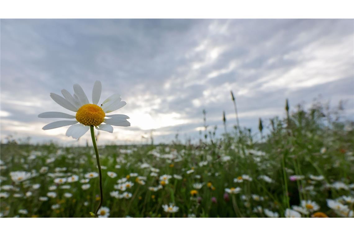 Grauer Wochenstart - wann und wo es wieder 20 Grad werden