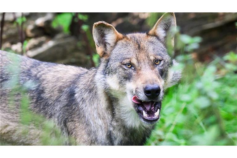 Im Südwesten leben nach dem Tod eines Wolfsrüden nun noch fünf ausgewachsene Wölfe. (Symbolbild)