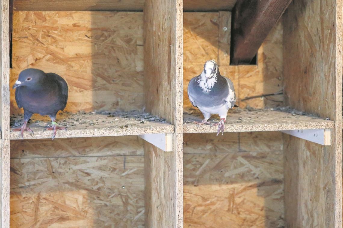 Im Taubenschlag finden die Vögel Buchten vor, in denen sie es sich bequem machen können.Foto: A. Becher