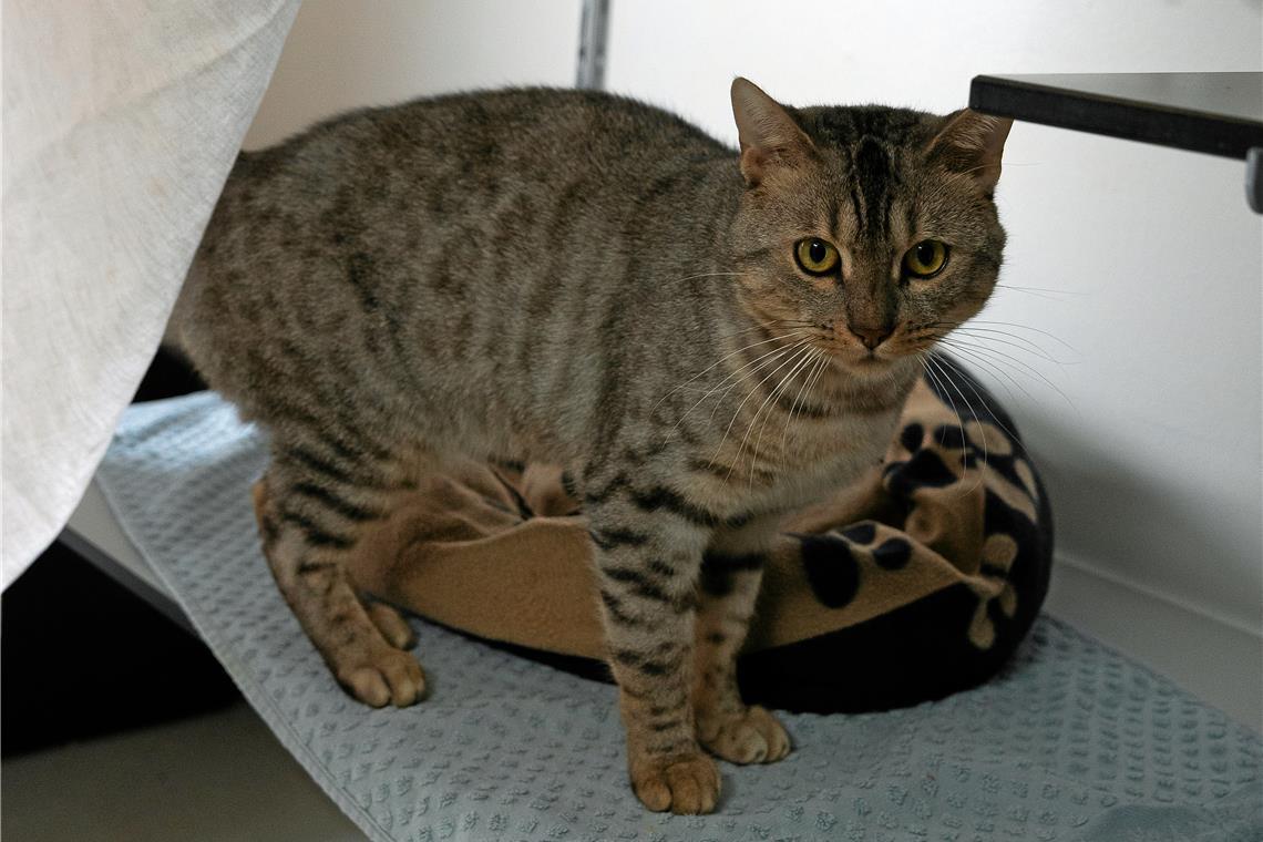 Im Tierheim Großerlach werden derzeit mehrere ausgesetzte Bengalkatzen betreut. Die Zahl der Fundtiere hat zuletzt deutlich zugenommen. Foto: Alexander Becher