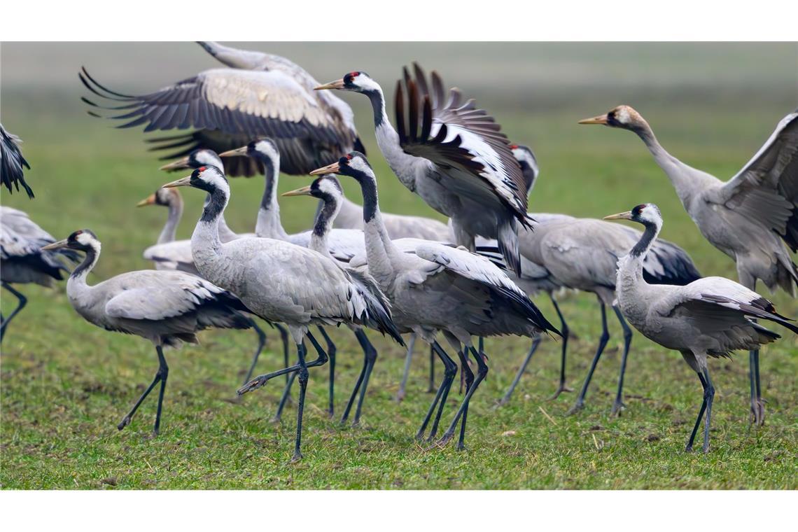 Im vergangenen Herbst sind viele Kraniche an der Vogelgrippe gestorben. (Archivbild)