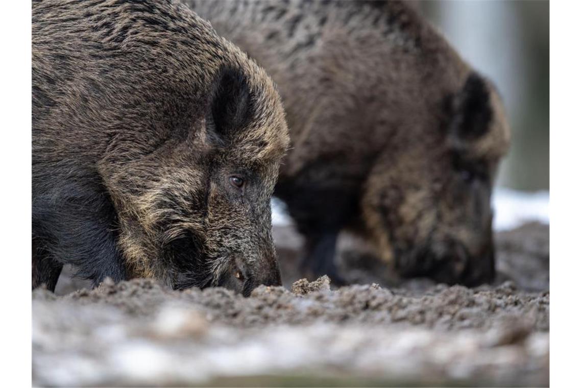 Im Verwaltungsberzirk Lebus im polnisch-deutschen Grenzgebiet sollen mehr als 2000 Wildschweine erlegt werden. Foto: Lino Mirgeler/dpa