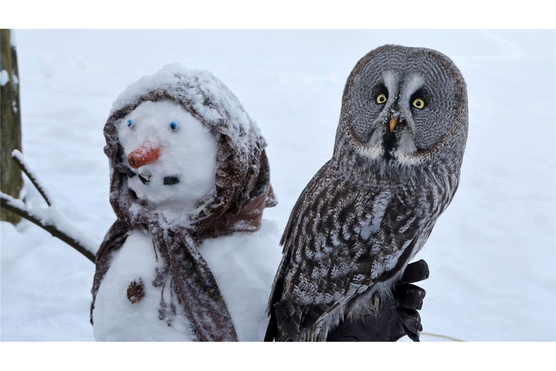 Im Vogelpark in Marlow hat sich der Bartkauz "Emilia" auf einem Schneemann niedergelassen, den die Tierpfleger für die Vögel gemacht haben.
