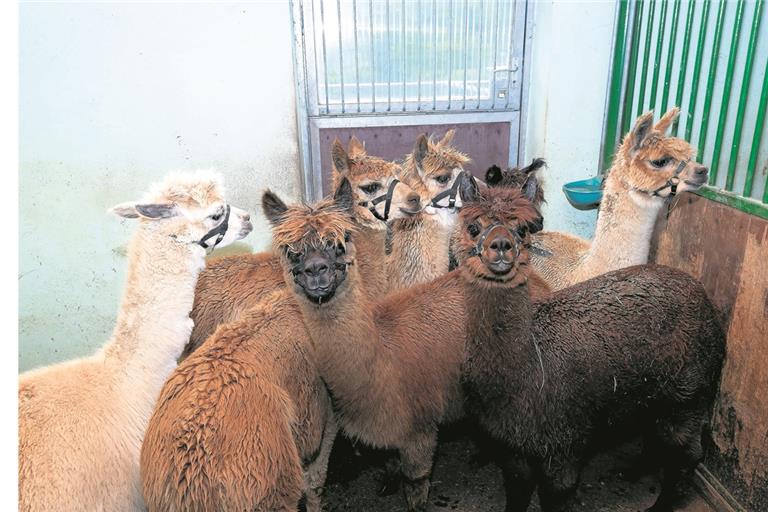Im Vorzimmer: Die Gesellen mit den großen, schwarzen Kulleraugen und den lustigen Flauschohren warten auf ihre diesjährige Schur. Fotos: J. Fiedler