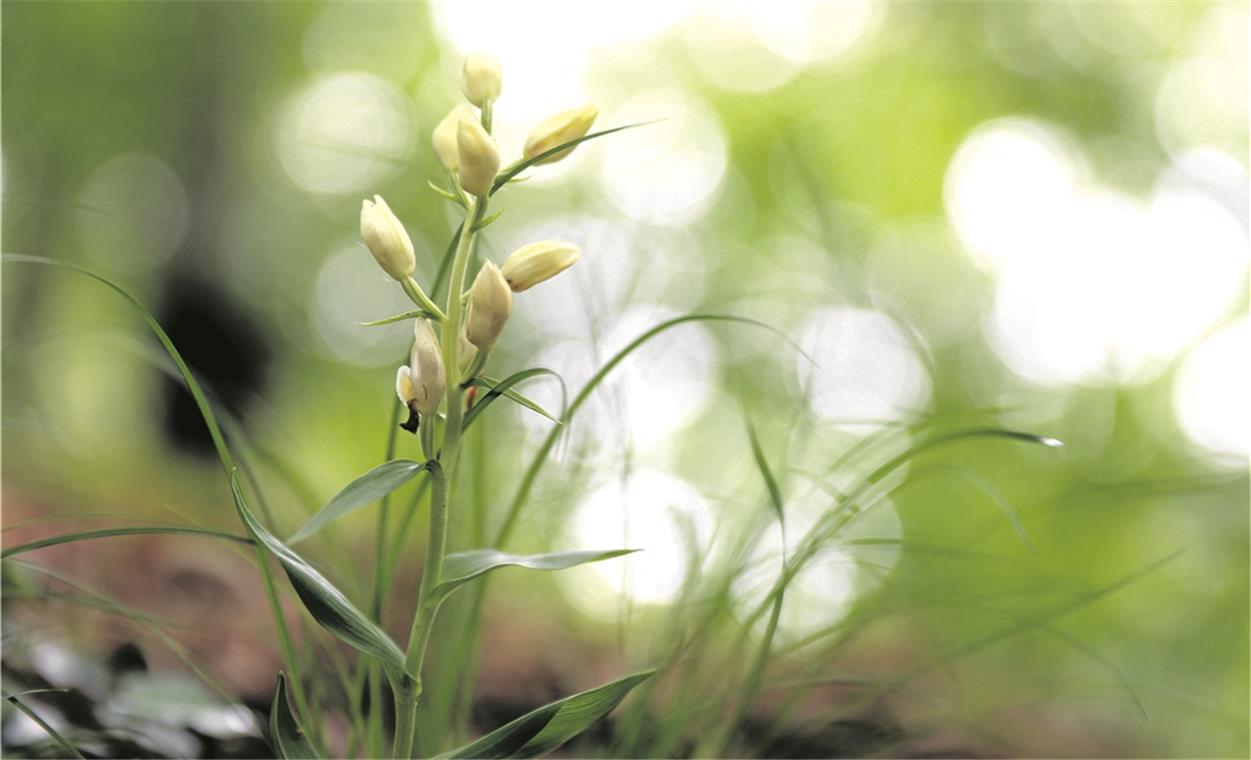 Im Wald beim Rudersberger Jägerhölzle wächst das „Bleiche Waldvöglein“, eine streng geschützte Orchidee. Wegen dieser Blumen und der restlichen, „bemerkenswert seltenen Flora“ ist das Jägerhölzle seit 1983 als Naturschutzgebiet ausgewiesen. Foto: B. Büttner