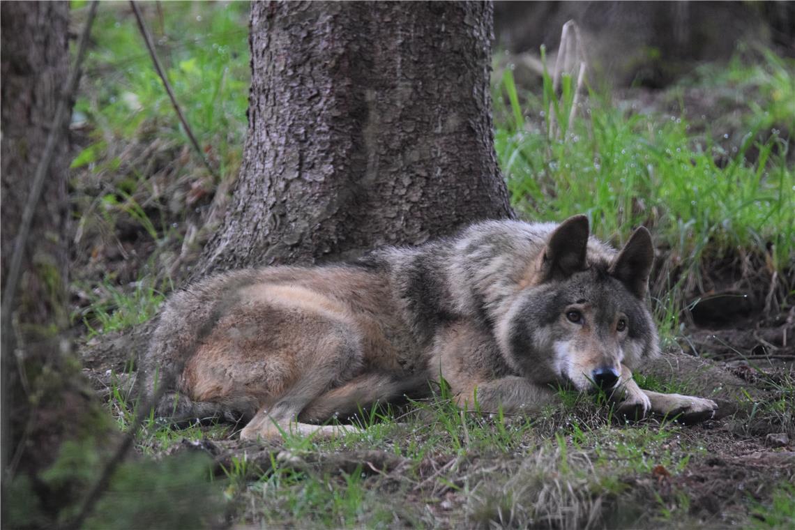 Vom Radprofi zum Wildtierfotografen Im Wildpark Bad Mergentheim ist Karlheinz Wöhrle mit seiner Kamera fast jedes zweite Wochenende. Dort hält er das Leben eines Wolfsrudels fotografisch fest. Foto: Karlheinz Wöhrle