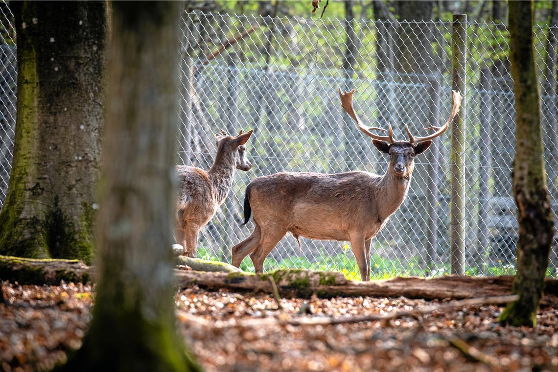 Tierische Ausflugsziele in Backnang und Umgebung Im Wildtiergehege im Plattenwald kann man mit etwas Glück Damhirsche und Mufflons sehen.