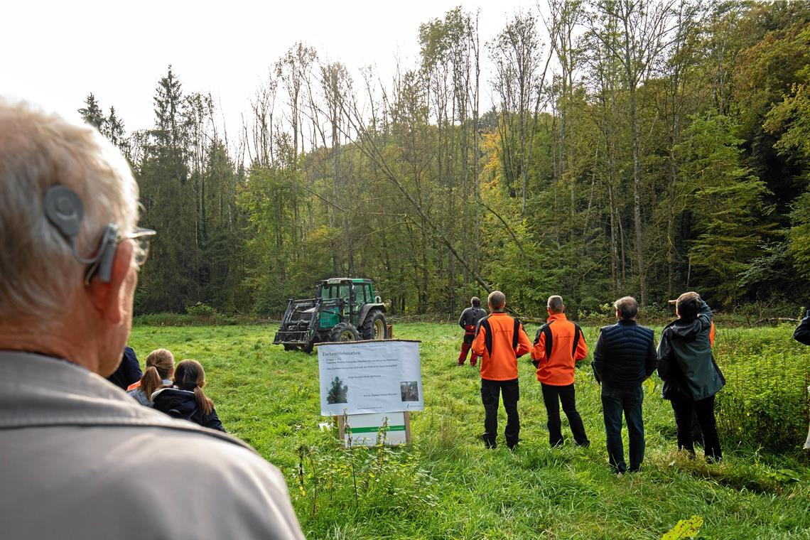 Eschentriebsterben macht Waldwege unsicher Im Wüstenbachtal weist bereits fast jeder dritte Baum Schadsymptome auf. Immer wieder stürzt ein Baum um, so auch bei der Informationsveranstaltung am Wochenende. Diesmal provoziert durch einen Traktor mit angehängtem Stahlseil. Foto: A. Becher