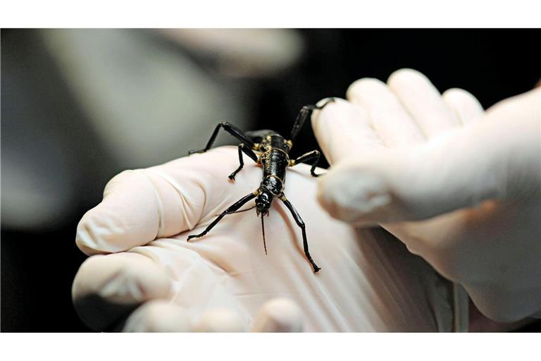 Im Zoo in Prag ist ein neuer Pavillon für eine der seltensten Insektenarten, den australischen Baumhummer, eröffnet worden.