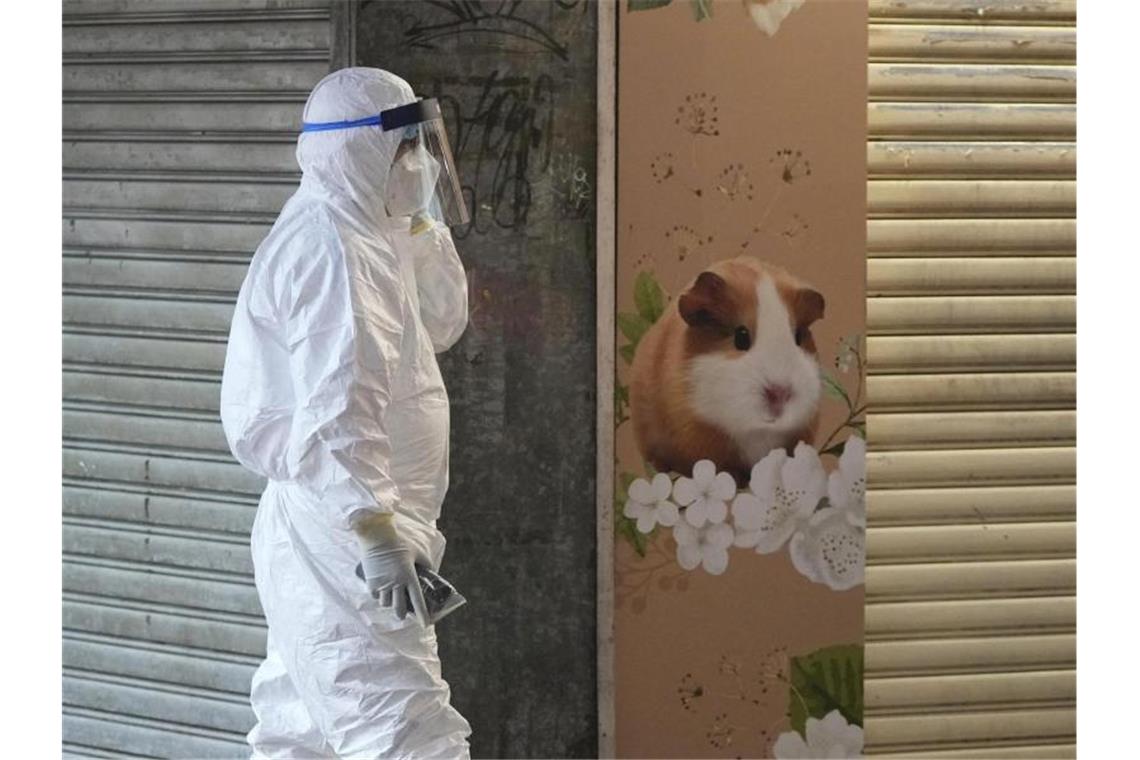 Aus Sorge vor Corona: Hongkong lässt Hamster einschläfern Im Zuge eines Corona-Ausbruchs haben die Behörden in Hongkong die Tötung von etwa 2000 Hamstern und anderen Kleintieren angeordnet. Foto: Kin Cheung/AP/dpa