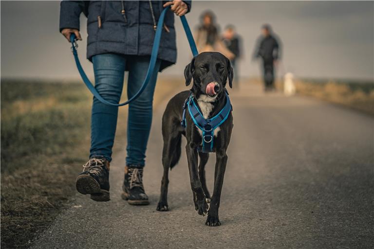 Im Zweifelsfall gilt: Den Hund stets anleinen, um mögliche Probleme oder Bußgelder zu vermeiden. Foto: Unsplash/Dominik Kempf