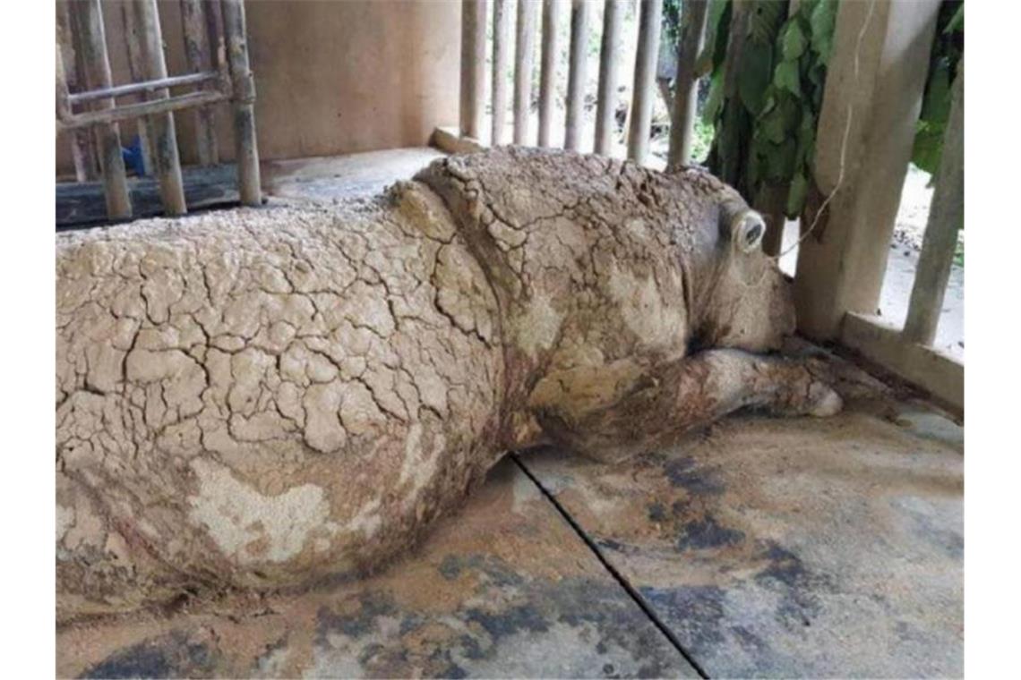 Iman, das letzte Sumatra-Nashorn Malaysias, ist gestorben. Foto: Sabah Wildlife Department (swd)/BERNAMA/dpa