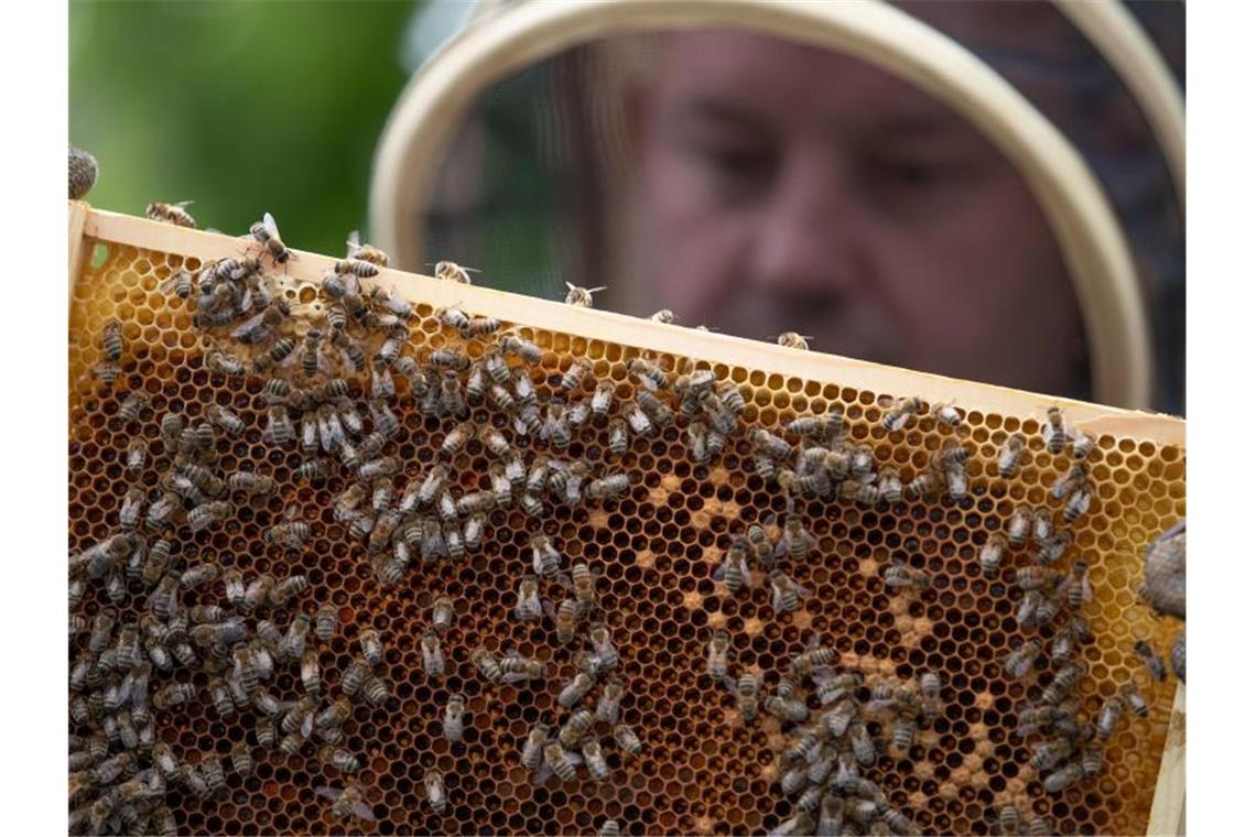 Imkerbund will Zuschüsse für bienenschonende Spritztechnik Imker fordern Zuschüsse für Dropleg - eine bienenschonende Spritztechnik in der Landwirtschaft. Foto: Friso Gentsch/dpa