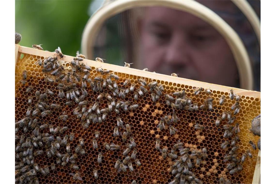 Imker fordern Zuschüsse für Dropleg - eine bienenschonende Spritztechnik in der Landwirtschaft. Foto: Friso Gentsch/dpa