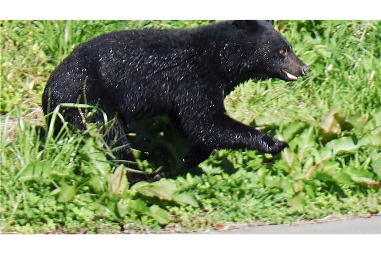 Immer mehr Menschen werden in Japan von Bären angegriffen. (Archivbild)