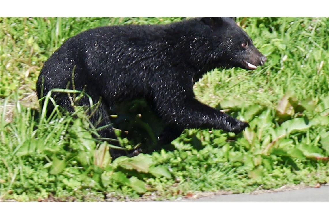 Immer mehr Menschen werden in Japan von Bären angegriffen. (Archivbild)