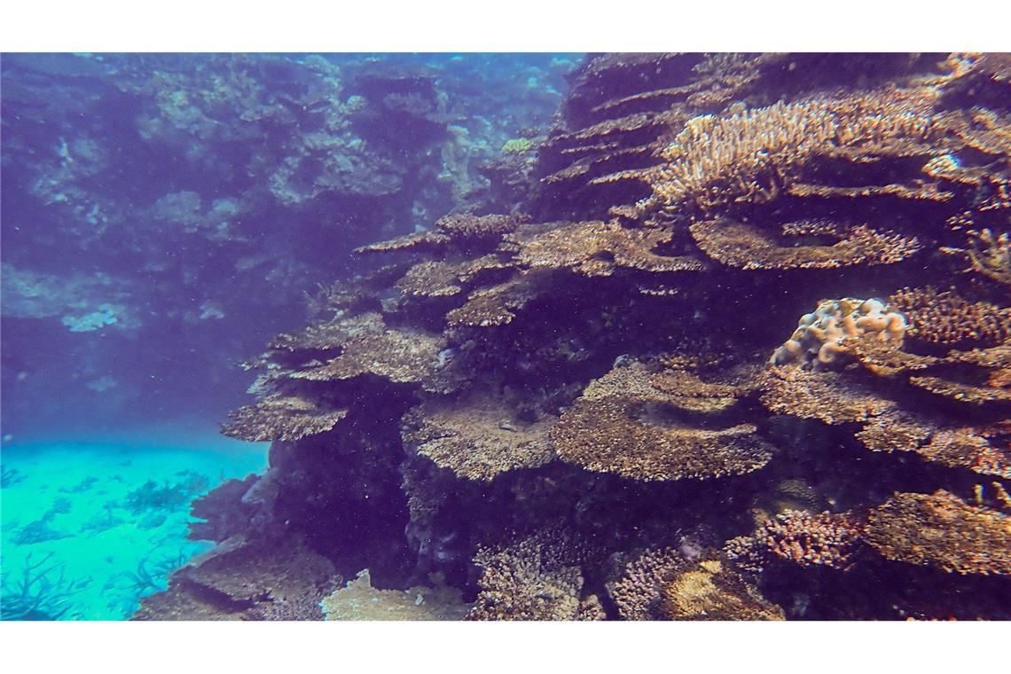Riff am Limit: Great Barrier Reef verliert massiv Korallen Immer neue Korallenbleichen setzen dem Naturwunder schwer zu.