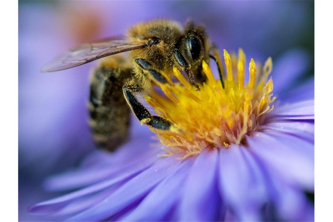 Immer seltener: Eine Biene sammelt am Pollen von einer Blüte. Foto: Monika Skolimowska/dpa-Zentralbild/dpa