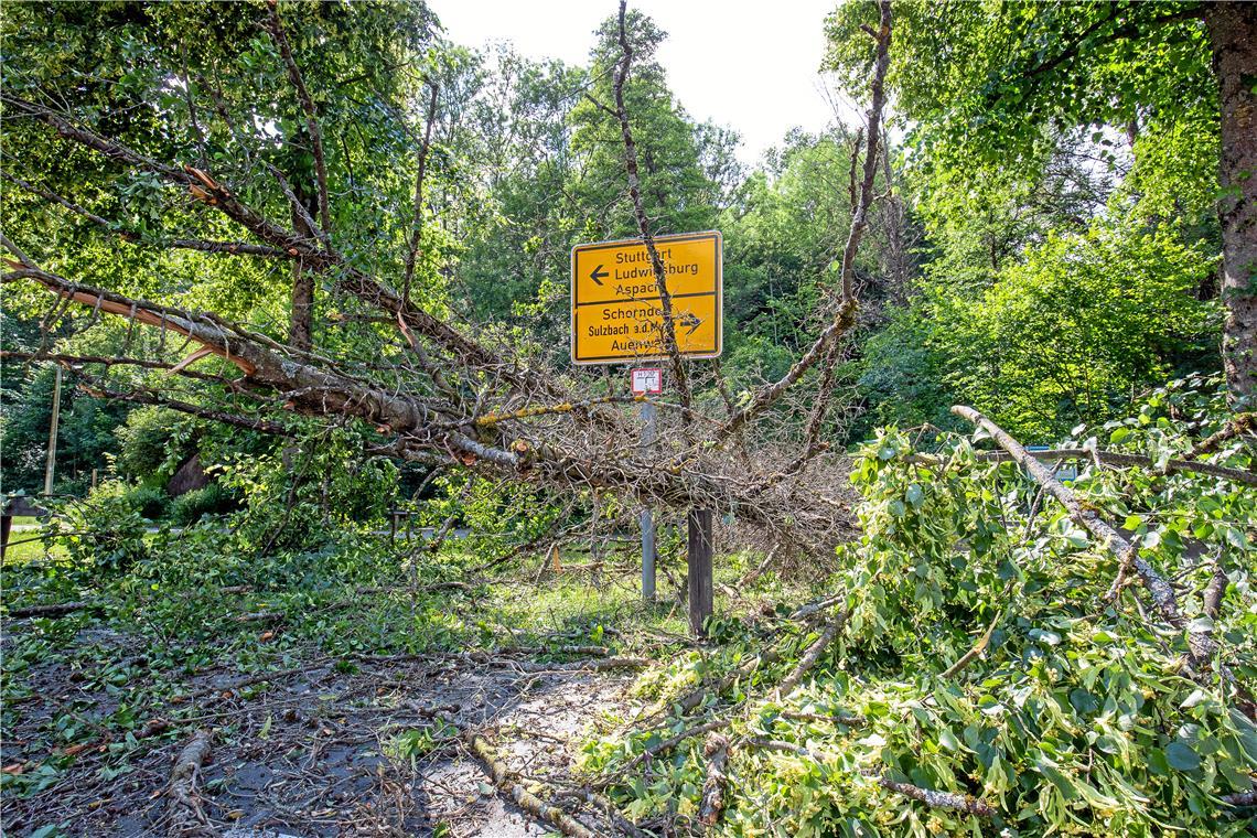 Immer wieder fallen erkrankte Eschen um, wie hier im Jahr 2020 im Bereich des Mühlkanals bei der Bácsalmás-Anlage. Drei mehr als 20 Meter lange Bäume fielen damals auf die Talstraße. Verletzt wurde glücklicherweise niemand. Archivfoto: Alexander Becher