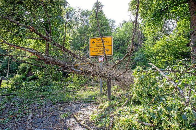 Immer wieder fallen erkrankte Eschen um, wie hier im Jahr 2020 im Bereich des Mühlkanals bei der Bácsalmás-Anlage. Drei mehr als 20 Meter lange Bäume fielen damals auf die Talstraße. Verletzt wurde glücklicherweise niemand. Archivfoto: Alexander Becher