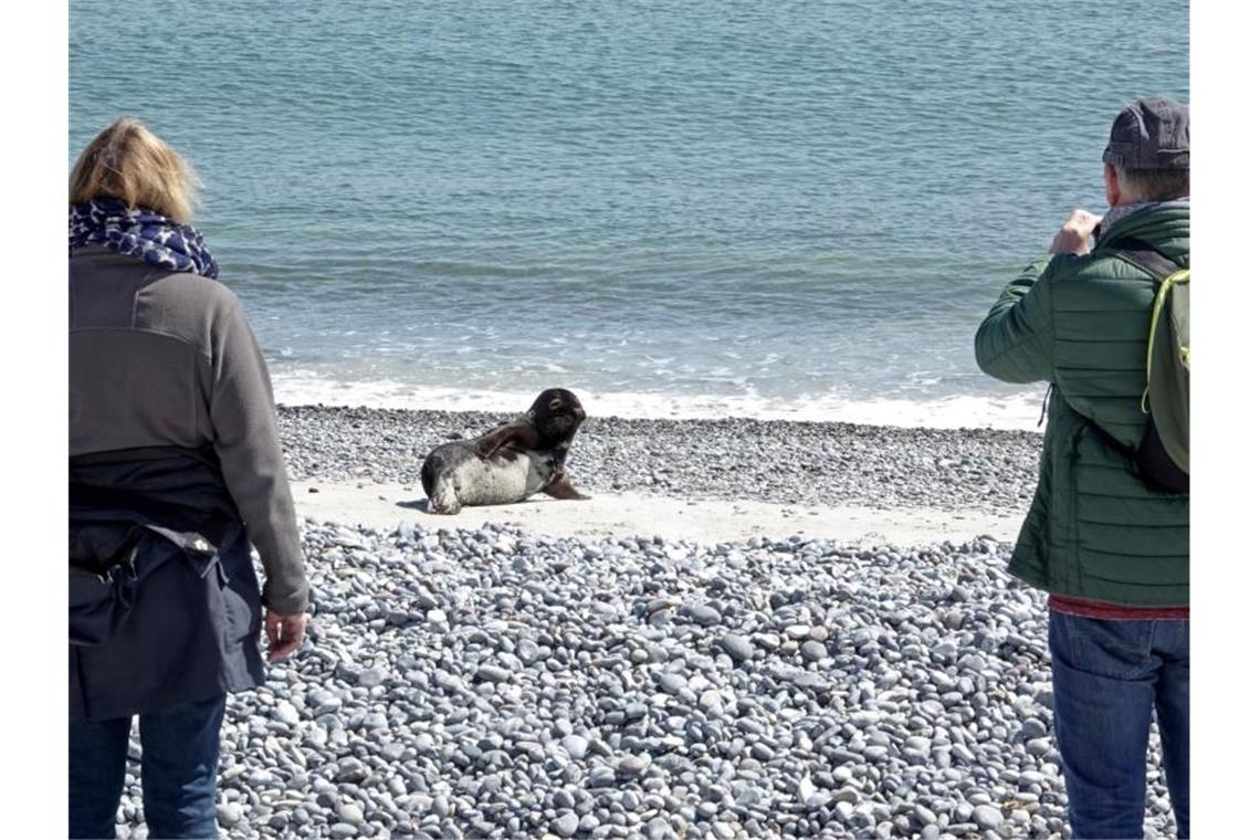 Auf Helgoland kommen sich Robben und Menschen nah Immer wieder wird an Besucher appelliert, einen Mindestabstand von 30 Metern zu den Raubtieren zu halten. Foto: Carsten Rehder