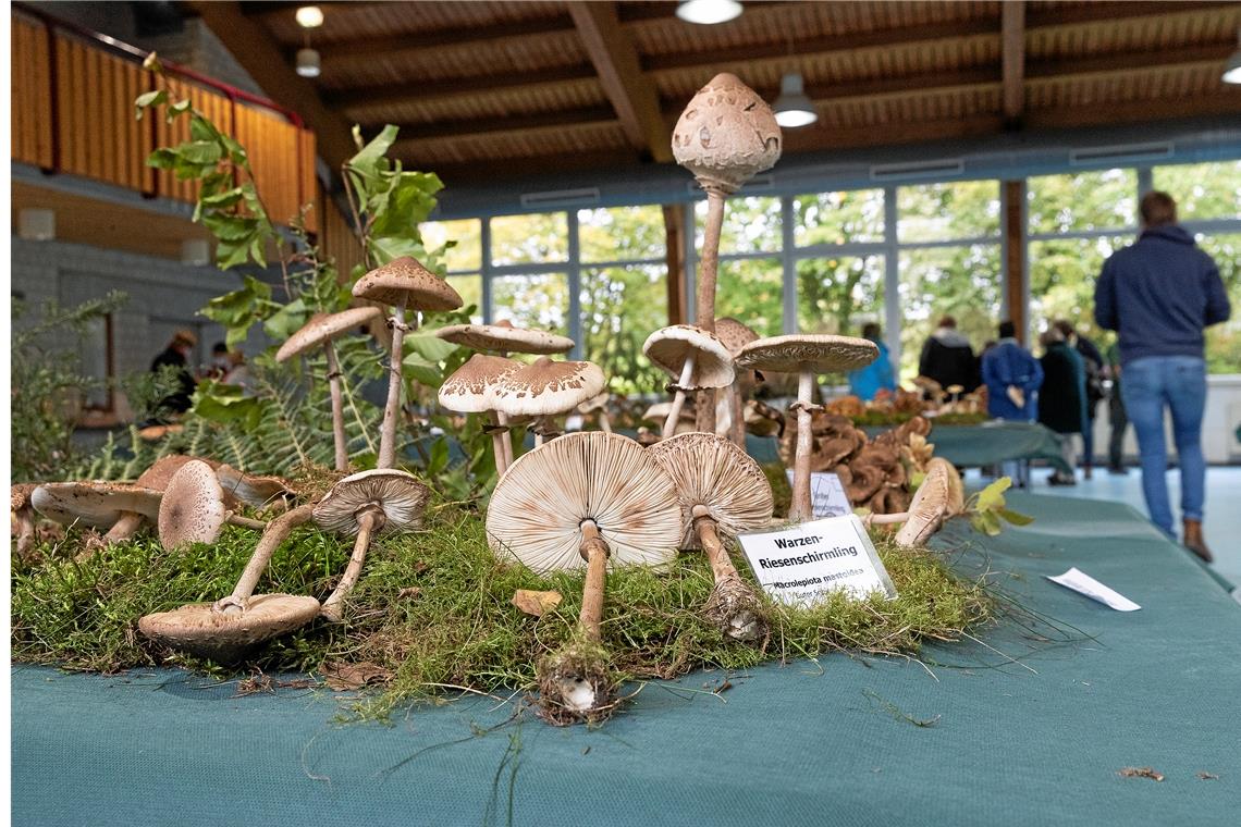 Imposante Ausstellung: In der Schwalbenflughalle in Grab gab es viele Pilze zu bestaunen, darüber hinaus erfuhren die Besucher noch viel Wissenswertes. Fotos: J. Fiedler