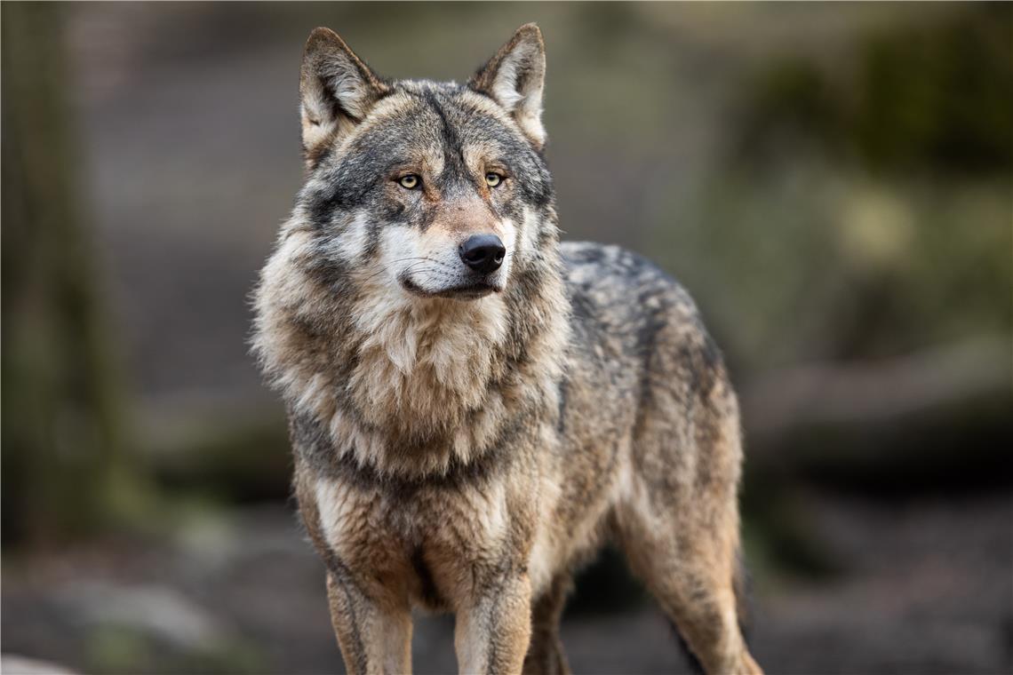 Tote Schafe von Auenwald und Rudersberg könnten Opfer eines Wolfs sein