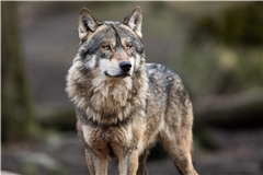 In 50 Kilometer Entfernung ist ein Wolf bereits nachgewiesen worden. (Symbolfoto)