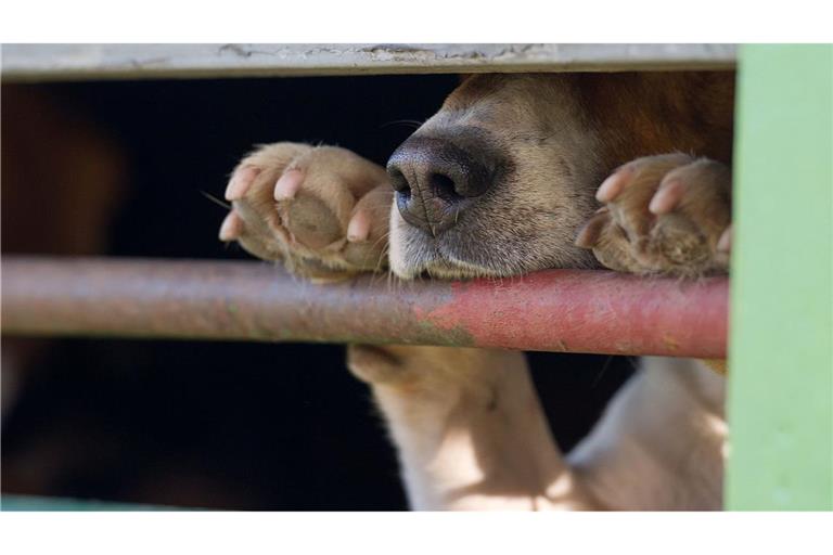 In Absprache mit dem Veterinäramt war der Hund in die Quarantänestation eines Tierheims gebracht worden. (Symbolbild)
