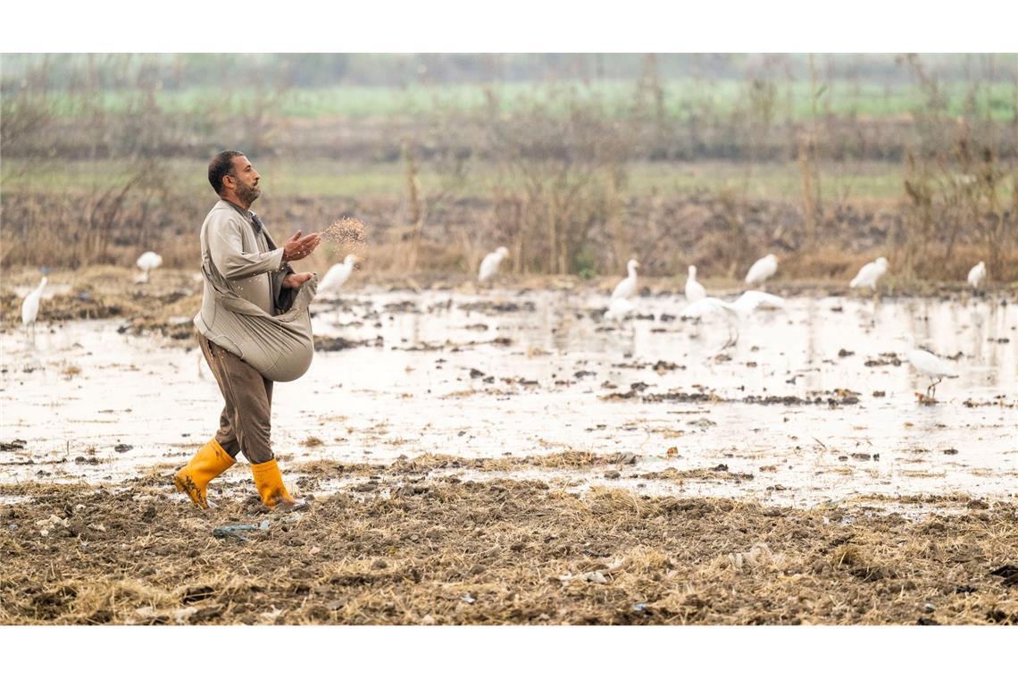 Alltag ohne Wasser: Blick in austrocknende Weltregionen In Ägypten trifft die Wasserknappheit vor allem die Landwirtschaft.
