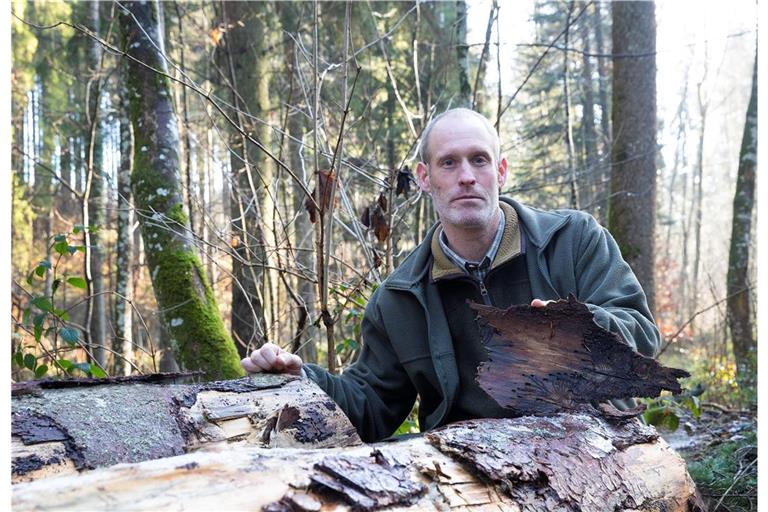 In allen Jahren nach den Orkanen musste gezwungenermaßen viel Holz geerntet werden. Dabei kam es laut Gemeindeförster Axel Kalmbach vor, dass beim Käferholz im Extremfall die Erntekosten höher waren als der Erlös. Ein Horror für jeden Waldbesitzer.Archivfoto: Jörg Fiedler