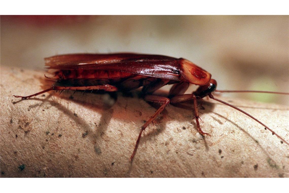 In Altenburg können Patenschaften für Kakerlaken übernommen werden. (Archivbild)