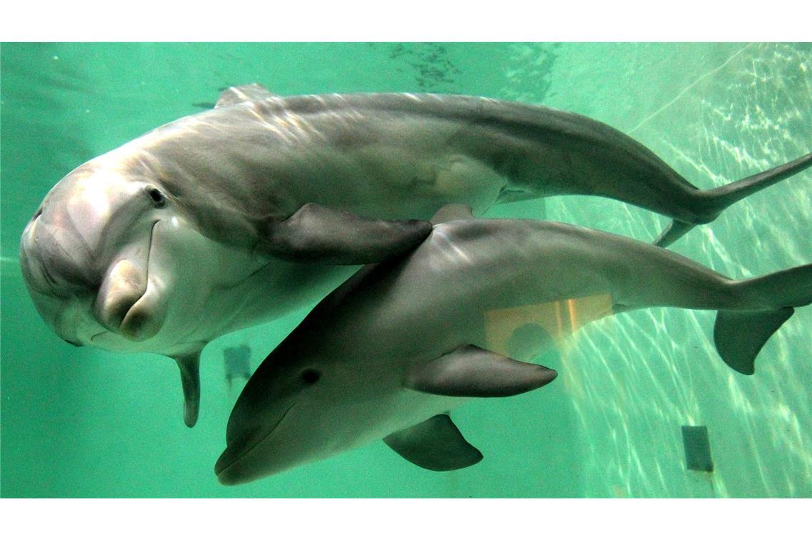 Delfine gestört: Jetski-Fahrern droht hohe Geldbuße In Australien müssen Jetski-Fahrer großen Abstand zu Meeressäugern halten. (Symbolbild)