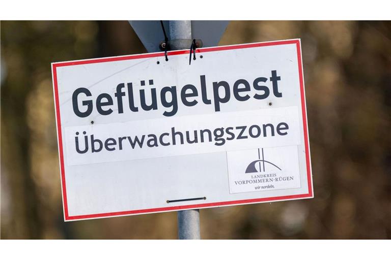 In Baden-Württemberg sind erste Fälle der Vogelgrippe nachgewiesen worden. (Symbolbild)