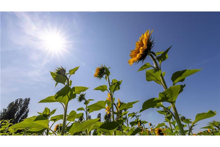 In Baden-Württemberg soll es in dieser Woche wieder sommerlich warm werden. (Symbolfoto)