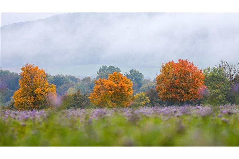 In Baden-Württemberg wird es herbstlich (Symbolbild).