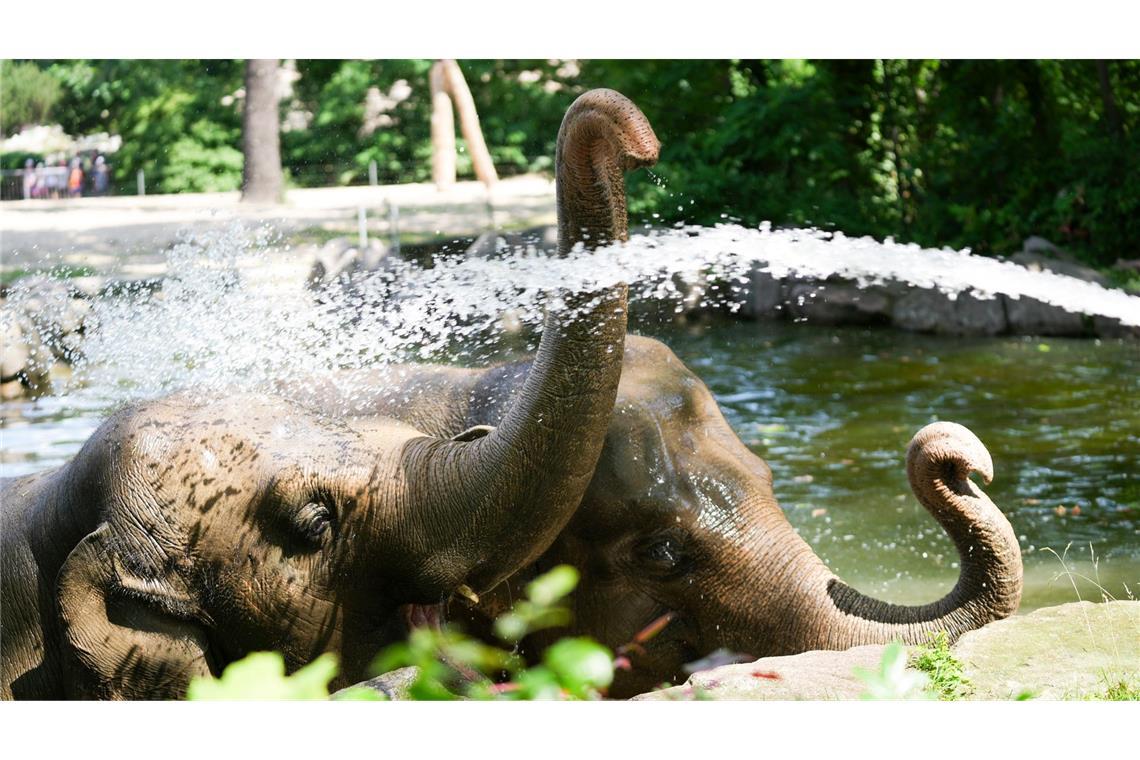 In Berlin: Gegen die Gluthitze: Tierpfleger sorgt mit Schlauch für eine Wasserparty bei zwei Elefanten