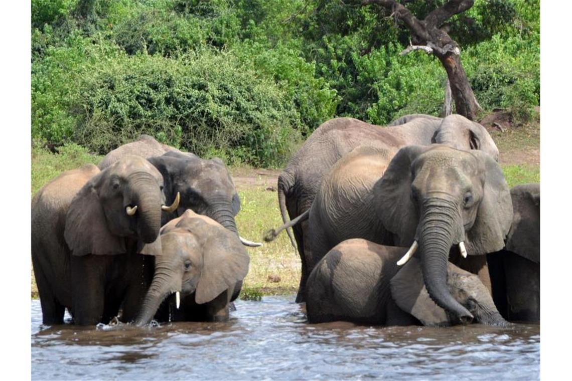In Botsuana hat die Regierung die Jagd auf Elefanten wieder erlaubt. Die Jagd wird künftig aber streng kontrolliert. Foto: Charmaine Noronha/AP