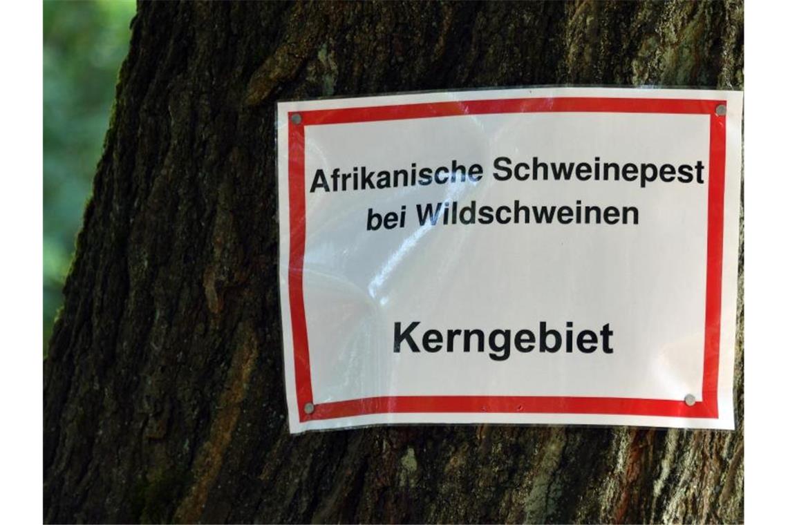 Brandenburg will festen Zaun gegen Schweinepest In Brandenburg gibt es mittlerweile 20 bestätigte Fälle der Afrikanischen Schweinepest. Foto: Bernd Settnik/dpa-Zentralbid/dpa
