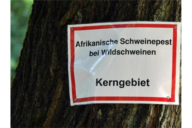 In Brandenburg gibt es mittlerweile 20 bestätigte Fälle der Afrikanischen Schweinepest. Foto: Bernd Settnik/dpa-Zentralbid/dpa