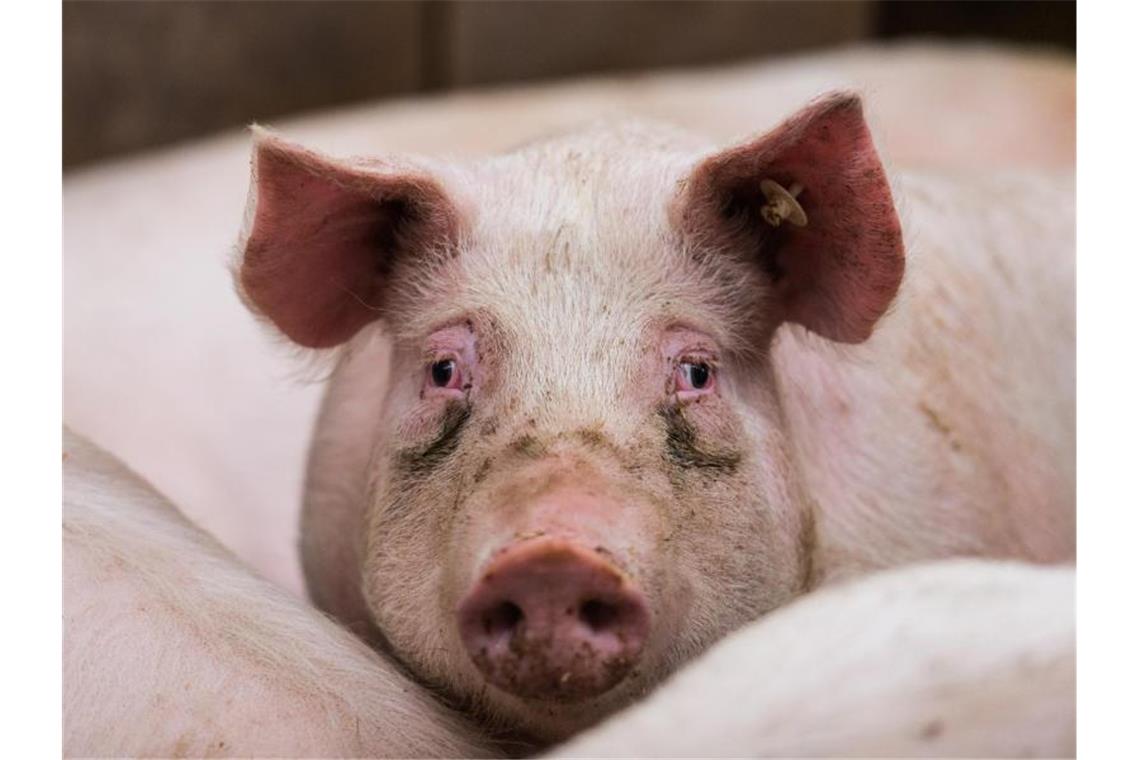 In Brandenburg sind in drei Haltungen auch Hausschweine von der Schweinepest betroffen (Symbolfoto). Foto: Andreas Arnold/dpa
