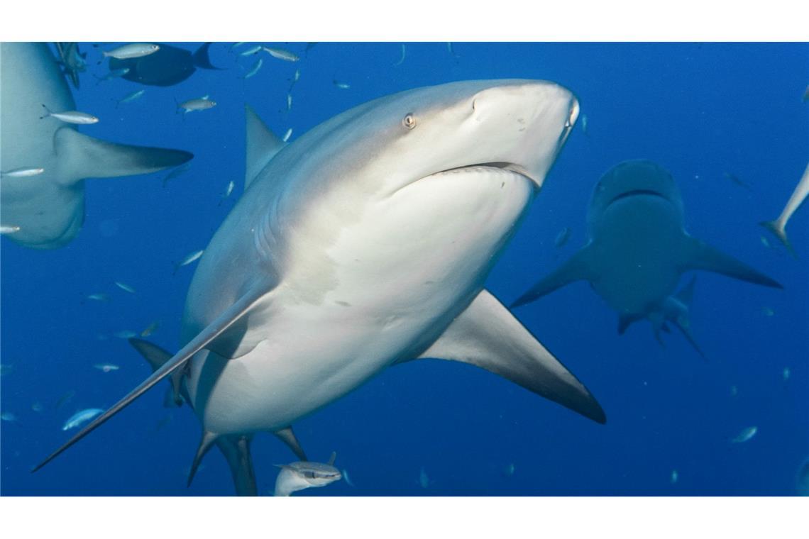 In Brasilien beginnt am Montag eine UN-Konferenz zum Schutz wandernder Tierarten. (Archivbild)