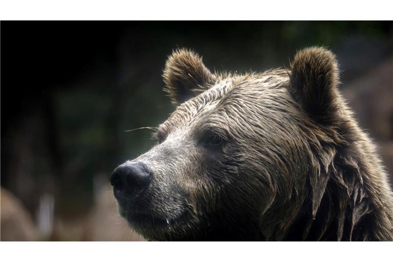 In British Columbia in Kanada gab es Verletzte beim Angriff eines Grizzlybärs auf eine Schulklasse. (Symbolbild)